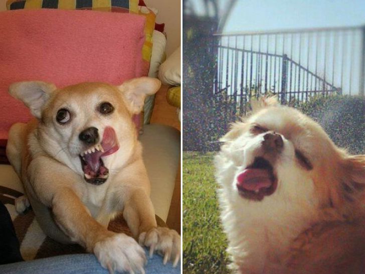 Funny Faces Of Animals_7