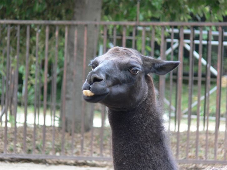 Funny Faces Of Animals_8