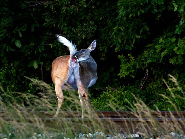 Funny Faces Of Animals_9