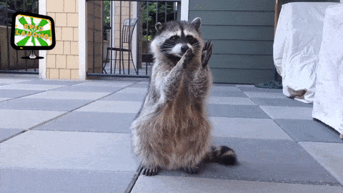 funny-raccoon-pics-show-16-signs-that-youve-met-the-right-person_1
