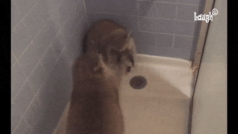 funny-raccoon-pics-show-16-signs-that-youve-met-the-right-person_10