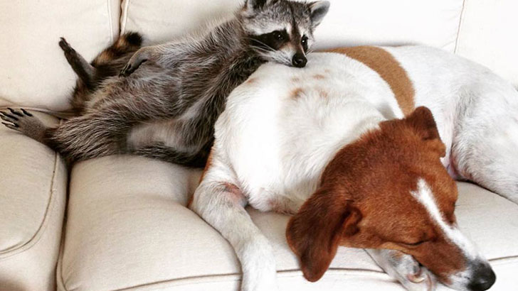 funny-raccoon-pics-show-16-signs-that-youve-met-the-right-person_11
