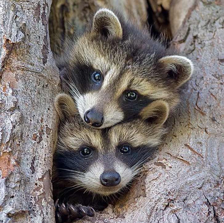funny-raccoon-pics-show-16-signs-that-youve-met-the-right-person_13
