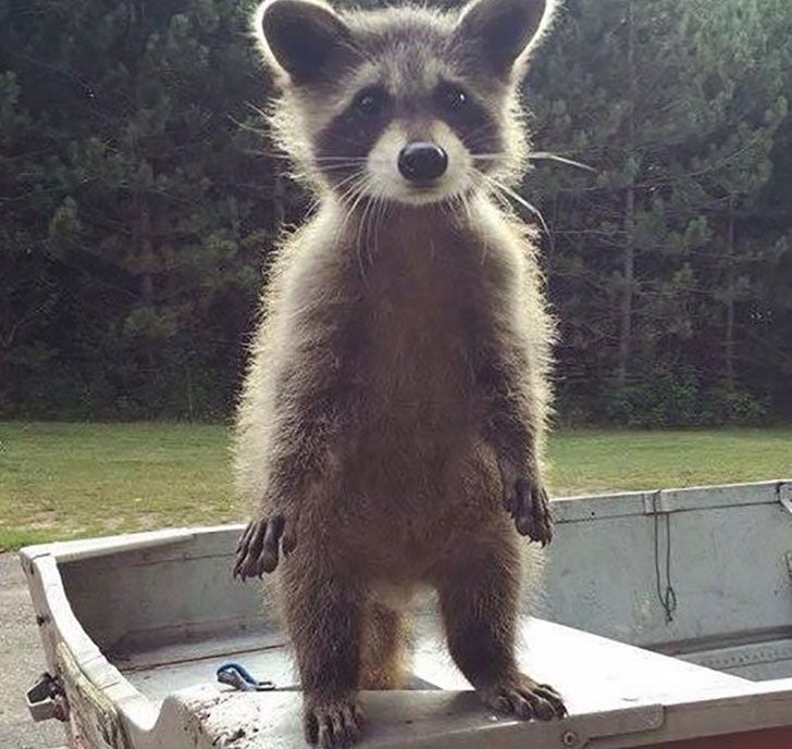 funny-raccoon-pics-show-16-signs-that-youve-met-the-right-person_14