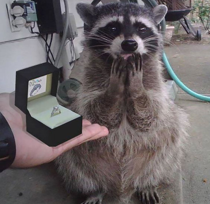 funny-raccoon-pics-show-16-signs-that-youve-met-the-right-person_16