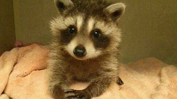 funny-raccoon-pics-show-16-signs-that-youve-met-the-right-person_4