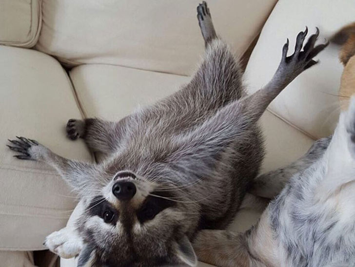 funny-raccoon-pics-show-16-signs-that-youve-met-the-right-person_5