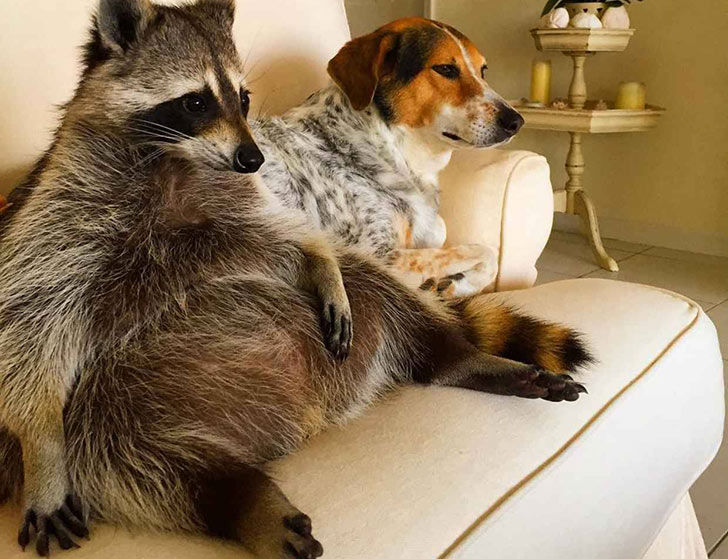 funny-raccoon-pics-show-16-signs-that-youve-met-the-right-person_6