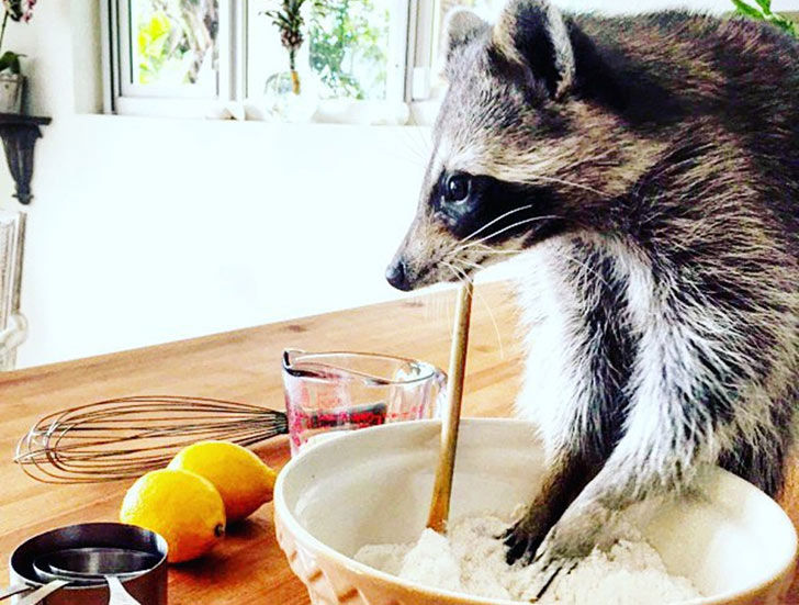 funny-raccoon-pics-show-16-signs-that-youve-met-the-right-person_7