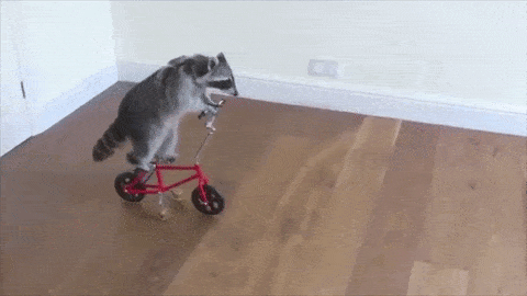 funny-raccoon-pics-show-16-signs-that-youve-met-the-right-person_8