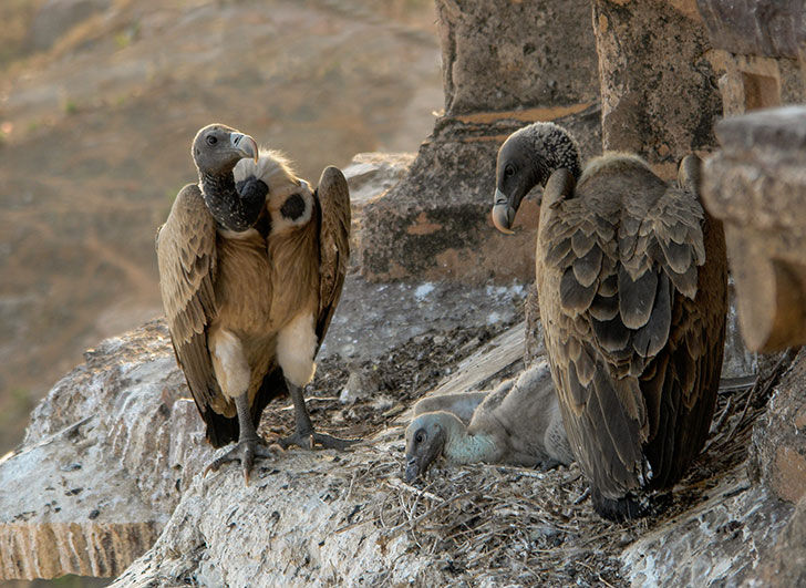 A pair of gay vultures at a zoo in Amsterdam recently welcomed a baby chick.