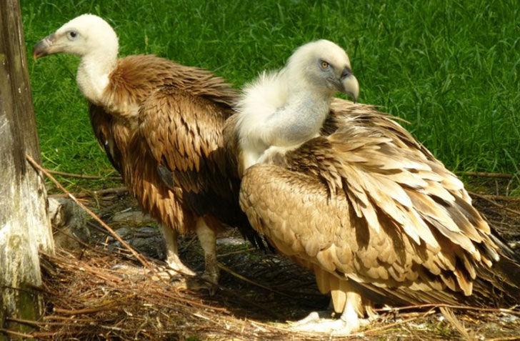 gay vultures