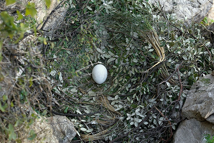 an abandoned egg