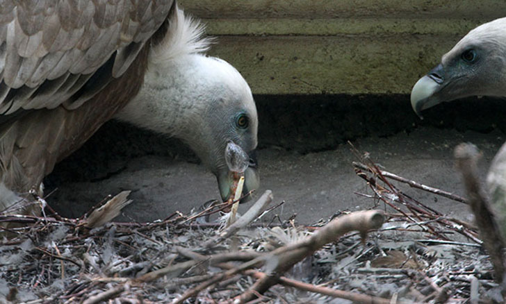 gay vultures hatching an abandoned egg