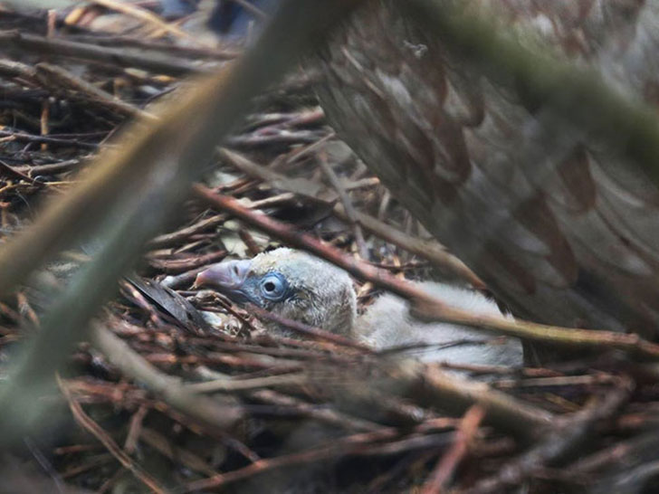 gay vultures hatching an abandoned egg in Amsterdam