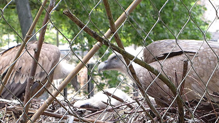 gay vultures hatching an abandoned egg in Amsterdam