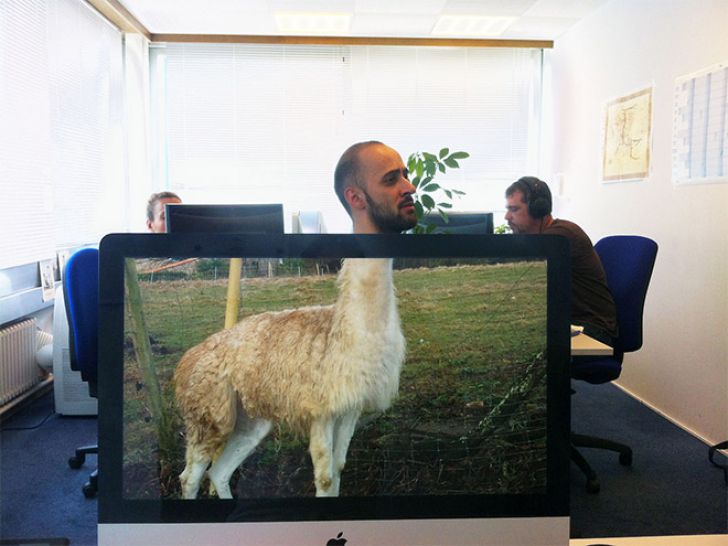 Genius Desk Safari_14