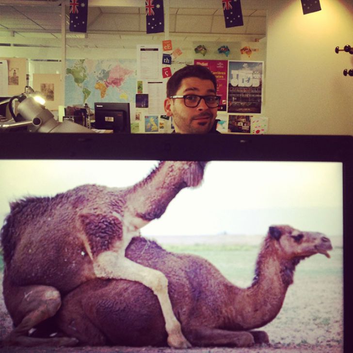 Genius Desk Safari_9
