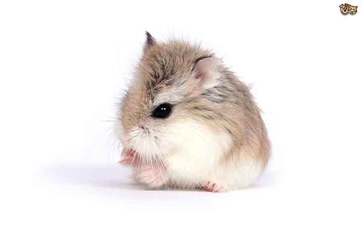 name your hamster