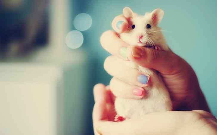 cute hamster names