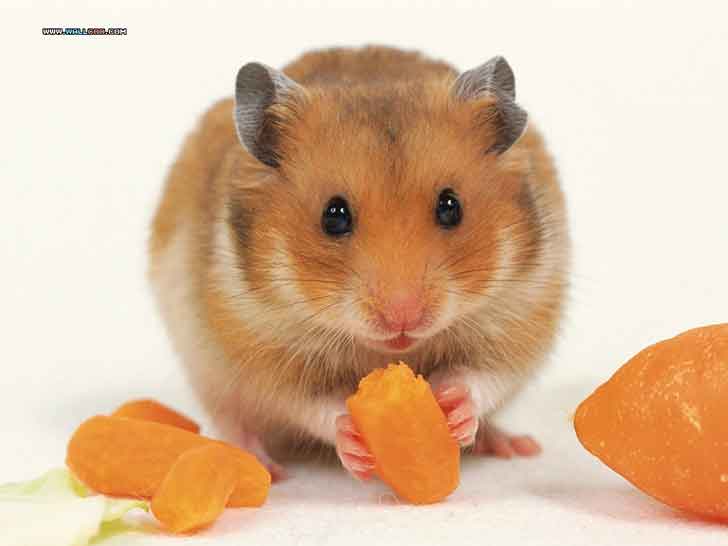 hamster eating