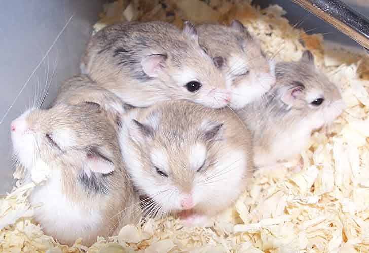 a group of hamsters