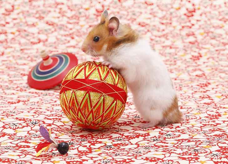 some inspirations to name your hamster