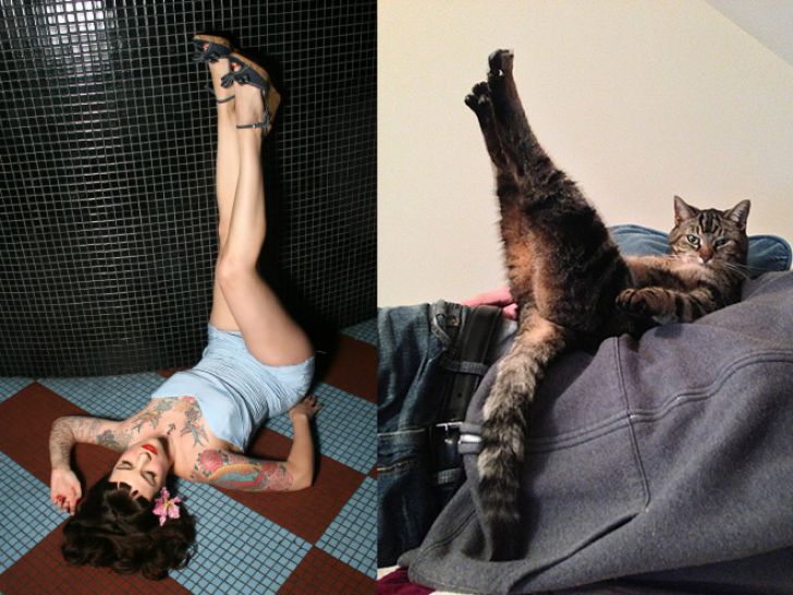 Hilarious Modeling Poses Reenacted By Cats_1