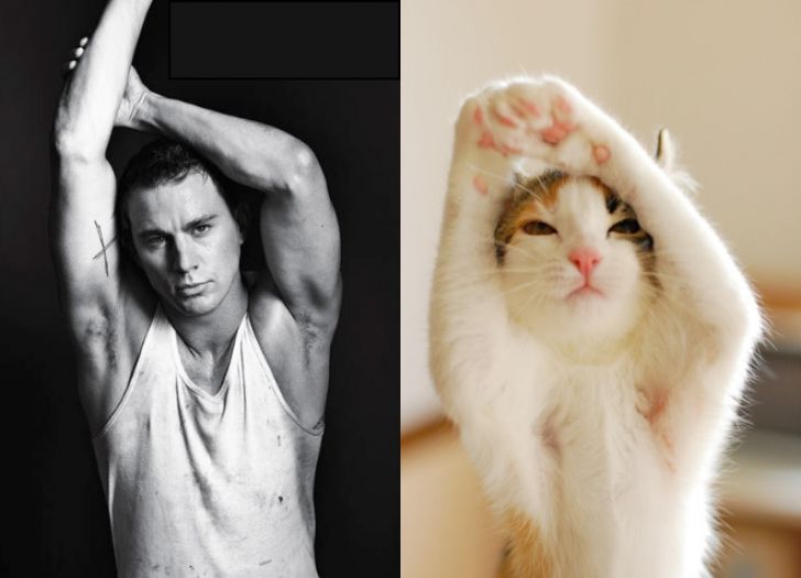 Hilarious Modeling Poses Reenacted By Cats_10