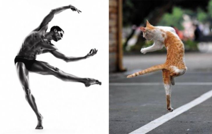 Hilarious Modeling Poses Reenacted By Cats_12
