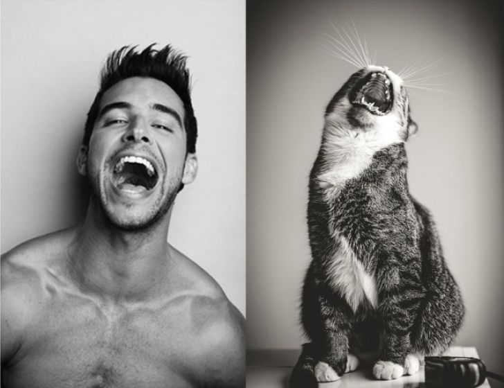 Hilarious Modeling Poses Reenacted By Cats_13