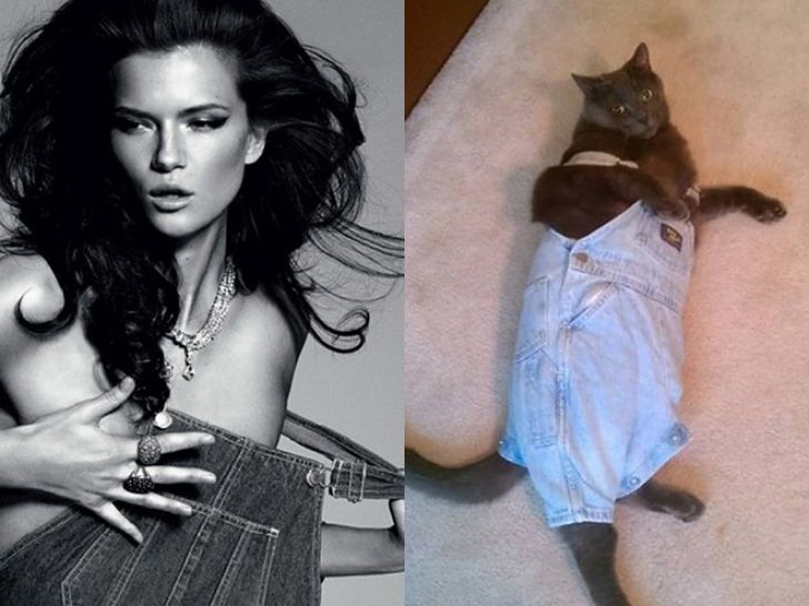Hilarious Modeling Poses Reenacted By Cats_14