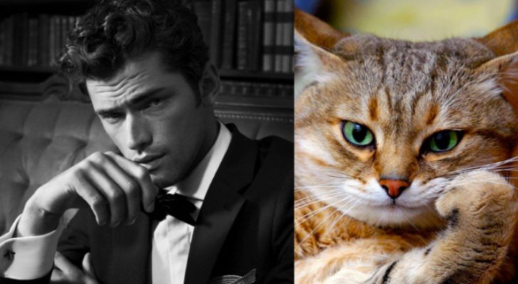 Hilarious Modeling Poses Reenacted By Cats_16