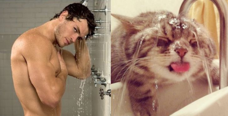 Hilarious Modeling Poses Reenacted By Cats_17