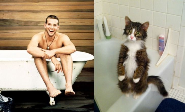 Hilarious Modeling Poses Reenacted By Cats_2