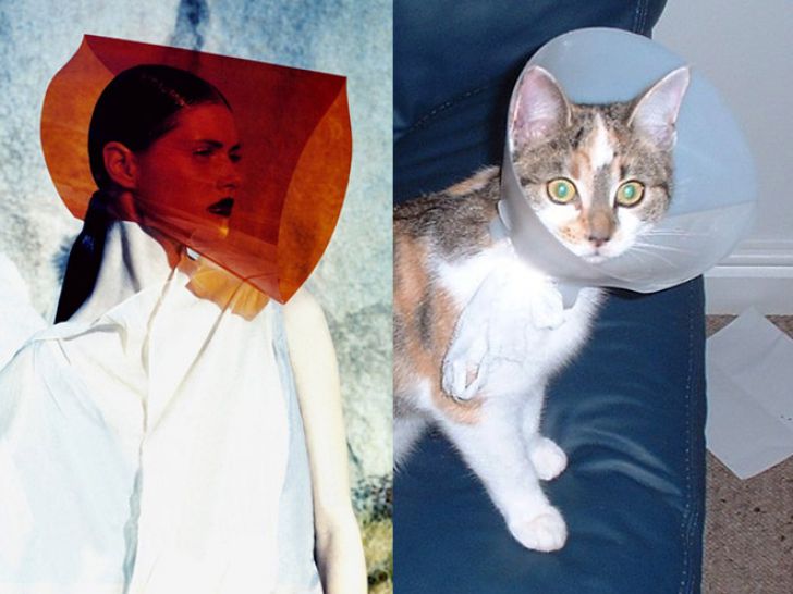 Hilarious Modeling Poses Reenacted By Cats_3