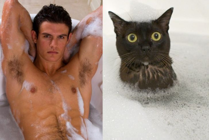 Hilarious Modeling Poses Reenacted By Cats_6