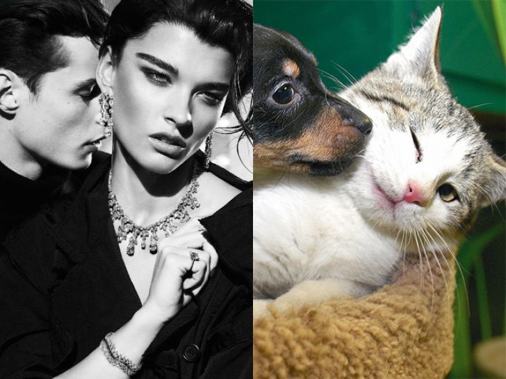 Hilarious Modeling Poses Reenacted By Cats_7
