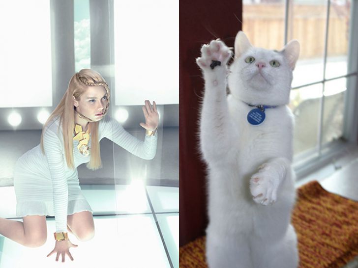 Hilarious Modeling Poses Reenacted By Cats_8