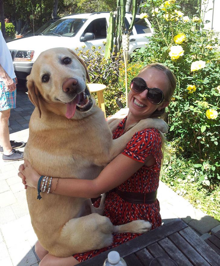 Huge Dogs That Think They’re Still Puppies_1
