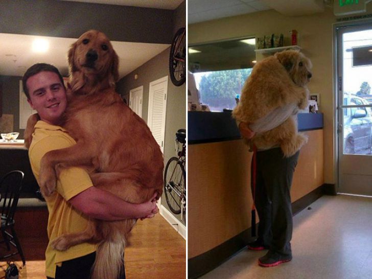 Huge Dogs That Think They’re Still Puppies_10