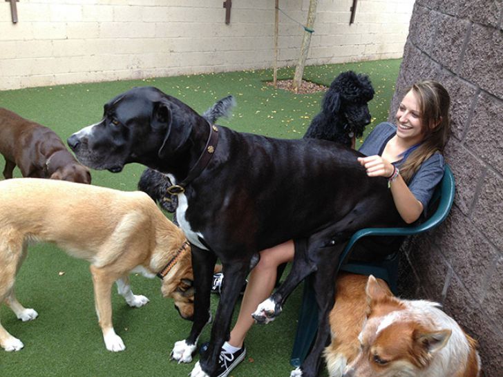 Huge Dogs That Think They’re Still Puppies_11