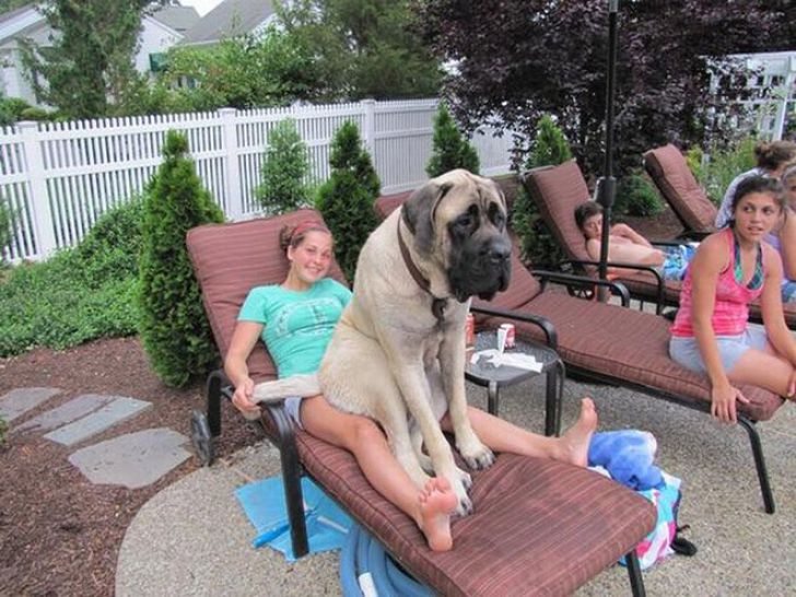 Huge Dogs That Think They’re Still Puppies_12