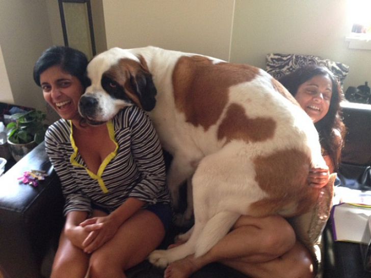 Huge Dogs That Think They’re Still Puppies_13