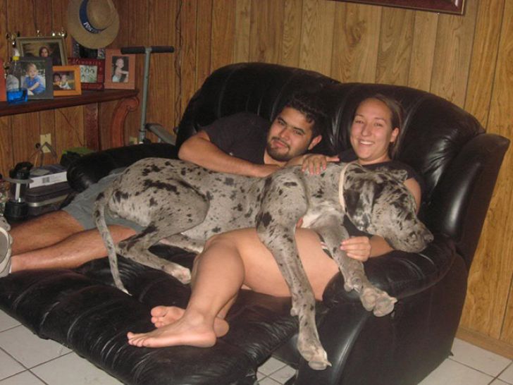 Huge Dogs That Think They’re Still Puppies_14