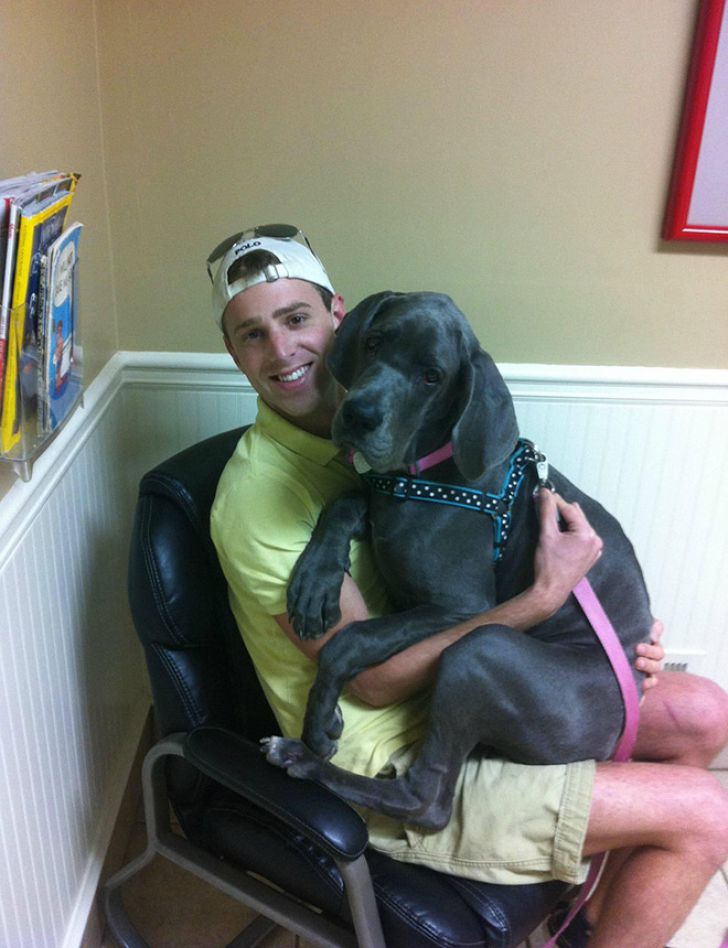 Huge Dogs That Think They’re Still Puppies_16