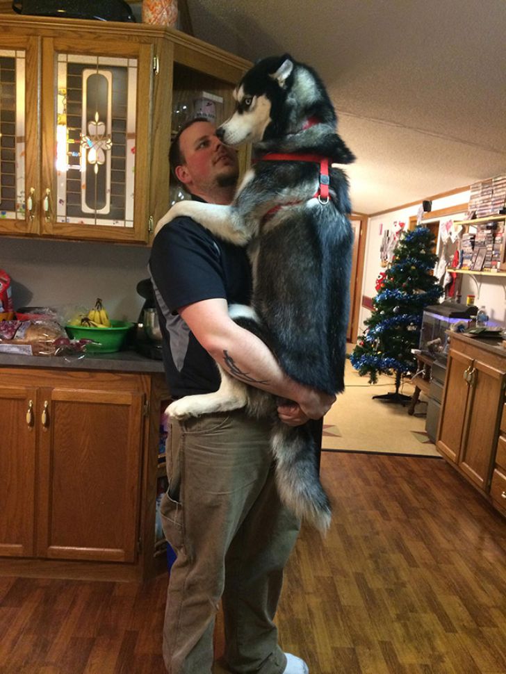 Huge Dogs That Think They’re Still Puppies_17