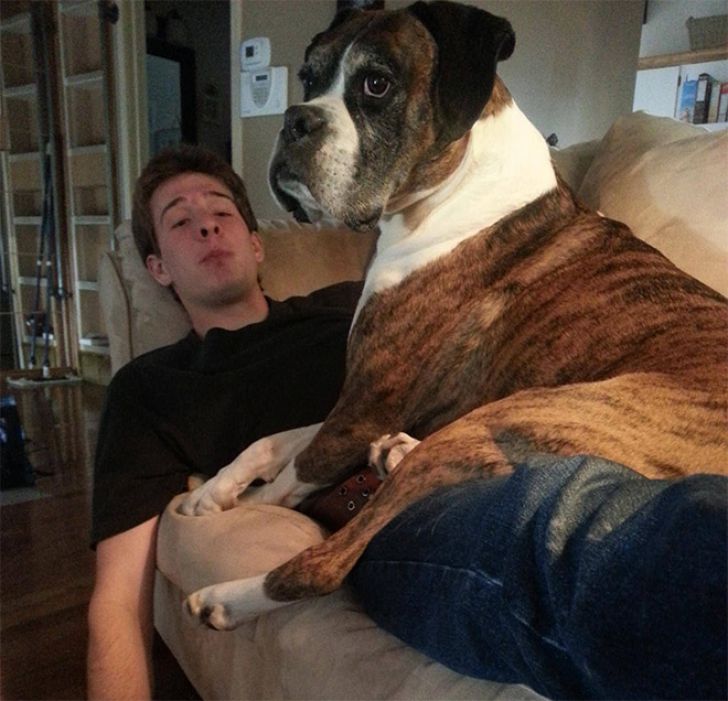 Huge Dogs That Think They’re Still Puppies_2