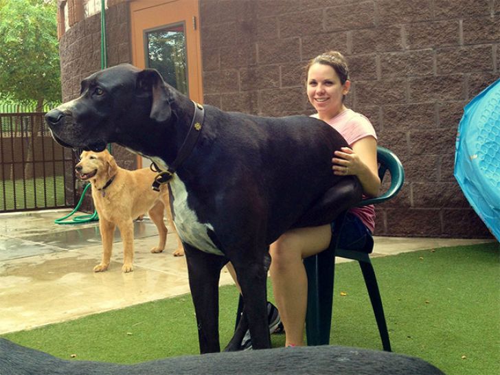 Huge Dogs That Think They’re Still Puppies_3