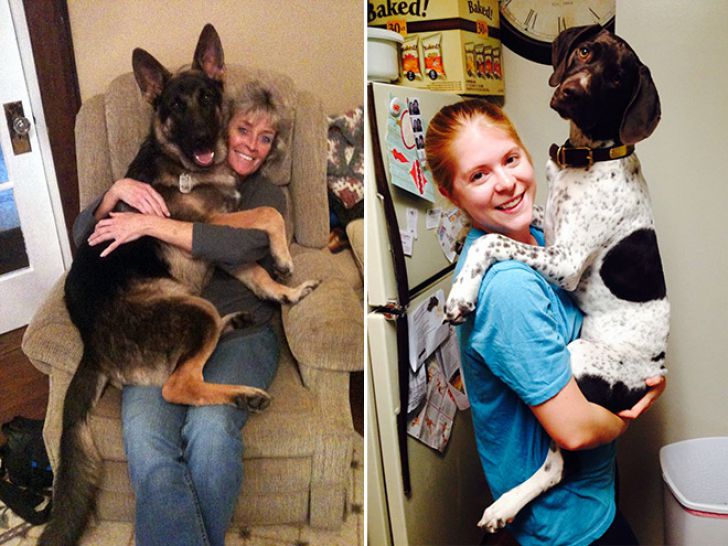 Huge Dogs That Think They’re Still Puppies_4